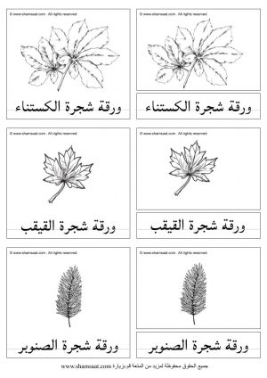 انواع اوراق الاشجار - انشطة الخريف  (1)