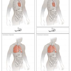 أعضاء الجسم الداخلية  - الأمعاء  -  المعدة -  الكبد - القلب - الرئتين