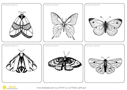 بطاقات مطابقة الفراشات - تركيز ودقة ملاحظة - فصل الربيع (4)