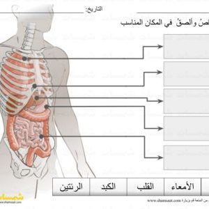 وضع المسميات على الرسم أعضاء جسم الانسان  الداخلية - قراءة كلمات -  مطبوعات علمية للصغار