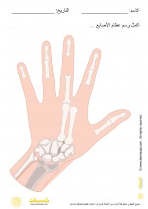 الهيكل العظمي - اكمل رسم عظام الاصابع - علوم للاطفال 