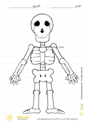 نشاط جسم الانسان تلوين الهيكل العظمي للاطفال