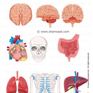 اجهزة جسم الانسان الداخلية  - بطاقات علمية للاطفال