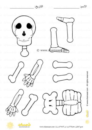 نشاط جسم الانسان ممتع قص ولصق وتركيب الهيكل العظمي للاطفال (1)