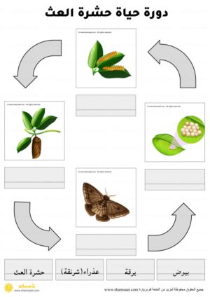 دورة حياة الحشرة - فراشة العث - يرقة (1).