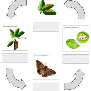 دورة حياة حشرة العث - فراشة العث - علوم للأطفال
