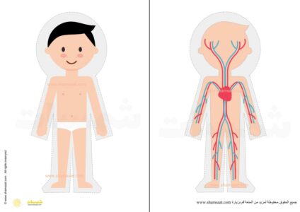 الجلد  - الجهاز الدوري - جسم الانسان مشروع - أجهزة الجسم 