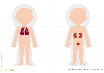 الجهاز التنفسي - الجهاز البولي - جسم الانسان مشروع - أجهزة الجسم 