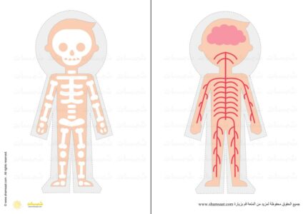 الجهاز العصبي -  الهيكل العظمي - جسم الانسان مشروع - أجهزة الجسم 