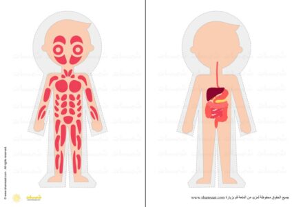 _الجهاز العضلي - الجهاز الهضمي - جسم الانسان مشروع - أجهزة الجسم 