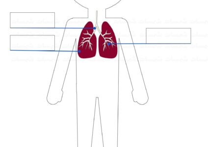 جسم الانسان - الجهاز التنفسي- قص ولصق المسميات
