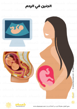 ماما حامل - الجنين في الرحم - السونار -  جسم الانسان (1)