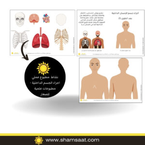 نشاط مطبوع عملي اجزاء الجسم الداخلية - مطبوعات علمية للصغار