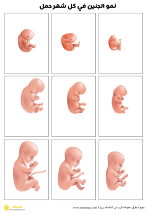 _نمو الجنين في رحم الأم - جسم الانسان (1)