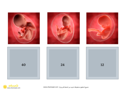نمو الجنين في رحم الأم - جسم الانسان (2)