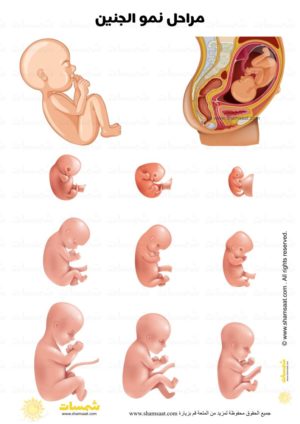 مراحل نمو الجنين عند الانسان –  جسم الانسان – _مراحل نمو الجنين عند الانسان – كل شهر –  جسم الانسان (1).jpg