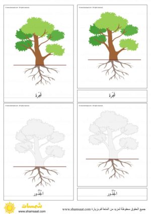 أجزاء الشجرة بطاقات المطابقة ذات الثلاث قطع – اجزاء الشجرة بطاقات مطابقة مكونة من ثلاثة أجزاء – بزل الشجرة -1.jpeg