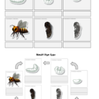 دورة حياة النحلة مطبوعات
